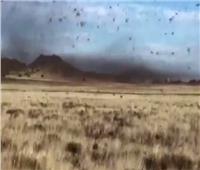 فيديو| أسراب «الجراد» تغزو جنوب أفريقيا