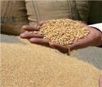 اطمئنوا| الحكومة: رصيد القمح يكفي 5.5 شهر والأرز لمدة 11.1 شهر