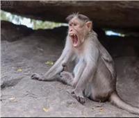 لقطة صورة| زائر يقدم لقرد «المكاك» قطعة البسكويت في ماليزيا