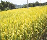 «الإحصاء»: زيادة مساحات زراعة الأرز لـ1.3 مليون فدانا