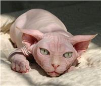 بدون شعر.. القط الفرعوني «سفينكس» يثير الرعب| صور