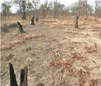 زيمبابوي : ملتزمون بالحفاظ على الغابات لمواجهة تداعيات تغير المناخ 