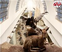 سر تحنيط الحيوانات بـ«متحف حديقة الجيزة»| فيديو