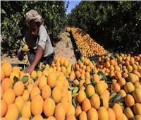 مصر تحتل المركز الأول عالميًا في تصدير البرتقال