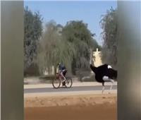 ولي عهد دبي يسابق النعام على دراجة