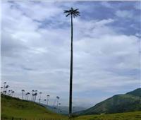 أطول شجرة نخيل في العالم تخترق الغيوم | صور
