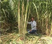«مزارعو المنيا» يواصلون حصاد وتوريد 36 ألف فدان من قصب السكر
