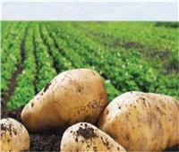 لمزارعي البطاطس.. خطوات تسجيل الأراضي لاعتمادها خالية من «العفن البني»