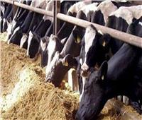 «التموين»: استيراد 5 آلاف رأس ماشية