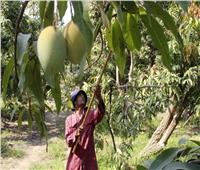 طريقة تعامل المزارعين مع أشجار المانجو خلال يناير..«الزراعة» تجيب