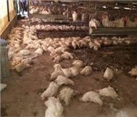 «تموين بورسعيد» يتحفظ على 3 أطنان دجاج نافق قبل توزيعها على الأسواق