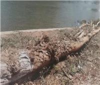محافظة الجيزة تكشف أسباب إزالة أشجار الكافور المتهالكة بشارع النيل