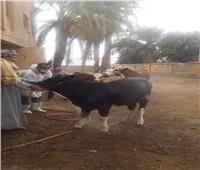 تحصين 6294 رأس ماشية ضد الطفيليات في بني سويف