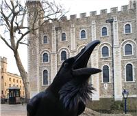 «ملكة الغربان» تختفي من أشهر مواقع الإعدام في إنجلترا