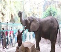 حديقة الحيوان: جاري تحنيط «الفيلة نعيمة» التي نفقت عن عمر 60 عاما