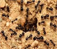 اكتشاف سر خطير في «رائحة الموت» عند النمل قبل الدفن