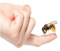 «إلتهاب المفاصل أبرزهم».. 3 فوائد للعلاج بـ «سم النحل»
