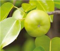 تفاحة الموت الصغيرة | النبات الأكثر خطورة في العالم.. إحراقه يسبب العمى
