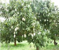 «الزراعة» تصدر نصائح بطرق الري والتسميد لأشجار المانجو خلال فبراير