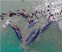 ما الذي يدفع الحيتان والدلافين للانتحار؟