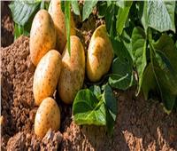 «الزراعة» اعتماد 51 الف فدان بطاطس خالية من «العفن البني»