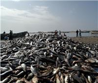 بعد تقرير عن استنزاف الأتراك لثروتها السمكية.. موريتانيا تتعهد بالتصدي 