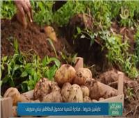 «عايشين بخيرها».. مبادرة لتنمية محصول البطاطس ببني سويف