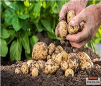 بسبب الطقس الغير مستقر.. نصائح الزراعة لحماية محصول «البطاطس» 
