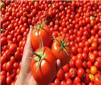 «غير مسجل».. سبب تحذير الزراعة من تداول أحد أصناف تقاوي الطماطم