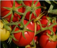 أخصائي محاصيل يحذر من ثمار الطماطم خضراء اللون: شديدة الخطورة| فيديو
