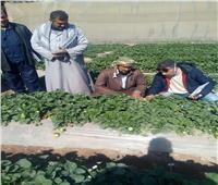 توصيات وزارة الزراعة لإنتاج محصول «فراولة» مطابق للمواصفات