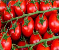 7 نصائح لمزارعي الطماطم قبل العروة الصيفية المبكرة