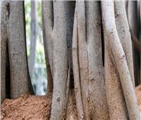 شجرة الخلود عمرها 660 سنة.. ويقصدها الهندوس للحج والبوذيين للعلاج 