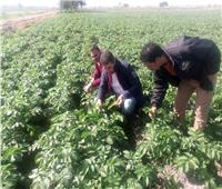 الزراعة: لجان للمرورعلى حقول البطاطس وتوصيات لحمايتها من الطقس السيئ