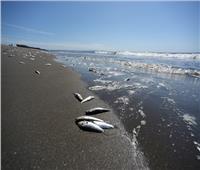 بالصور| نفوق مئات الأطنان من الأسماك على شواطئ تشيلي