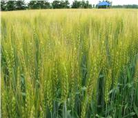الحقول تتزين بالذهب الأصفر.. نصائح لزيادة إنتاجية وجودة القمح