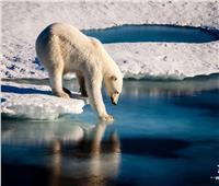شاهد| «دب قطبي» طريف يتدحرج على الجليد