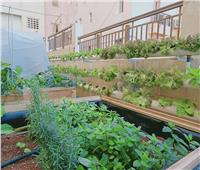 «سطح أخضر.. صحة أفضل» مبادرة بيئية على أرض مصرية