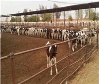«الزراعة» تصدر 3 آلاف ترخيص تشغيل لأنشطة الثروة الحيوانية والداجنة