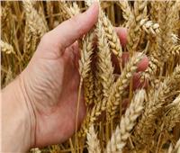 كل ما تريد معرفته عن «الصدأ الأصفر» الذي يصيب محصول القمح