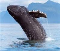 رئيس «الإنقاذ البحري» سابقا: الحيتان مسجلة على قوائم الانقراض | فيديو 