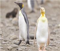 مصور محظوظ:يلتقط صورة لـ «البطريق الأصفر» فى جزيرة الطيور