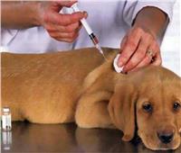 الزراعة: تحصين 3176 «كلب ضال» ضد مرض السعار خلال شهر
