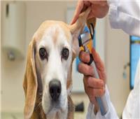 مديريات الطب البيطرى تستخرج 3245 رخصة «كلب» خلال شهر