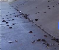 فيديو | مئات الخفافيش النافقة تغطي شوارع هيوستن في تكساس