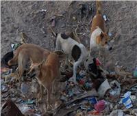 وزارة البيئة: خريطة طريق مصرية ضرورية لمواجهة أزمة الكلاب الضالة