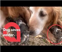 عمل بطولي.. كلب يحمي أرانب صغيرة من الافتراس| فيديو