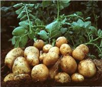 وزير الزراعة يجتمع بـ«مصدري البطاطس» لتسهيل إجراءات التصدير