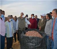 «محافظ الوادي الجديد» يشهد حصاد محصول البطاطس بالفرافرة