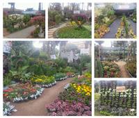 حديقة الأورمان في أبهى صورها استعدادا لانطلاق معرض «زهور الربيع» الـ88